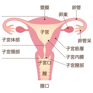 膣の構造